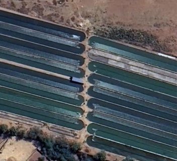 Spirulina Farming
