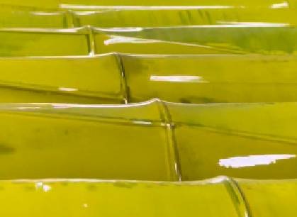 Nutrialgo Spirulina Farming