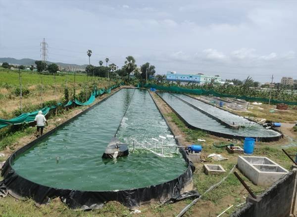 Step-By-Step Guide On How To Grow Spirulina